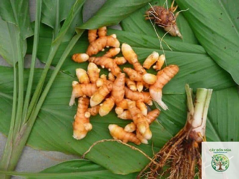 cây nghệ gừng - Image 4