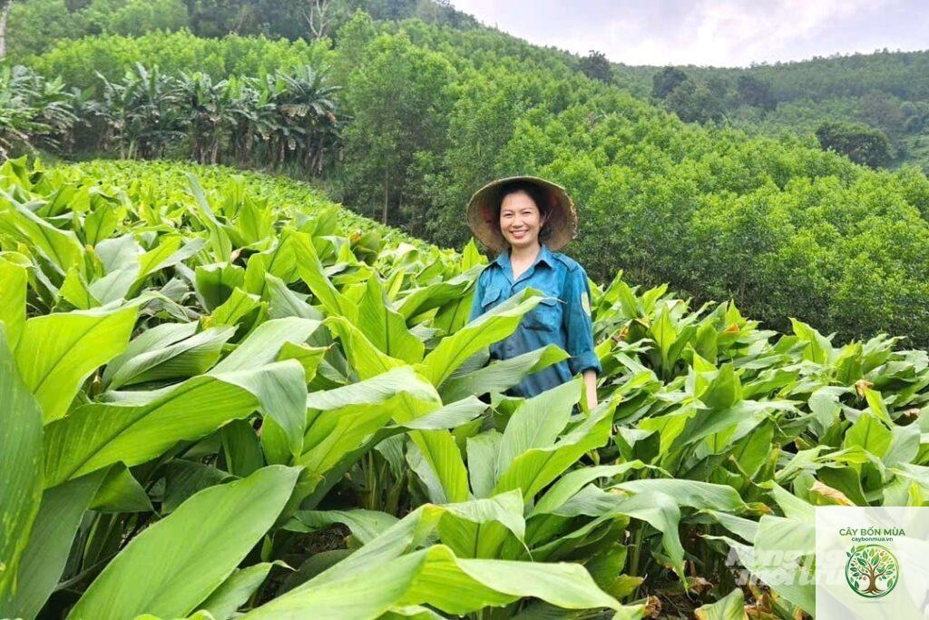 cây nghệ nếp