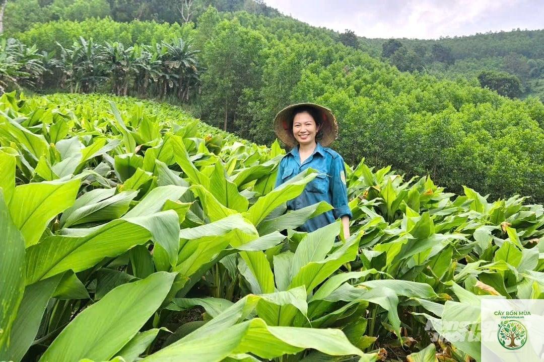 cây nghệ nếp - Image 1