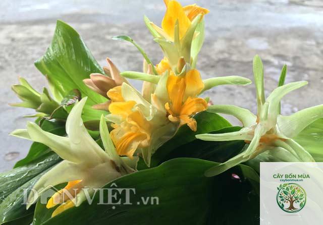 cây nghệ núi - Image 2