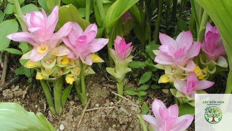 cây nghệ núi