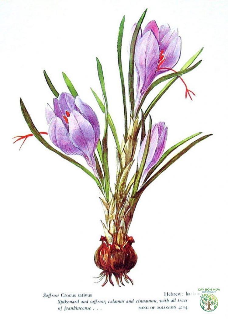 cây nghệ tây - Image 3