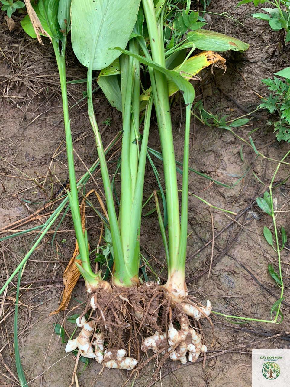 cây nghệ trắng Amba - Image 2