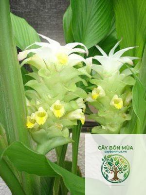cây nghệ trắng rừng - Image 3