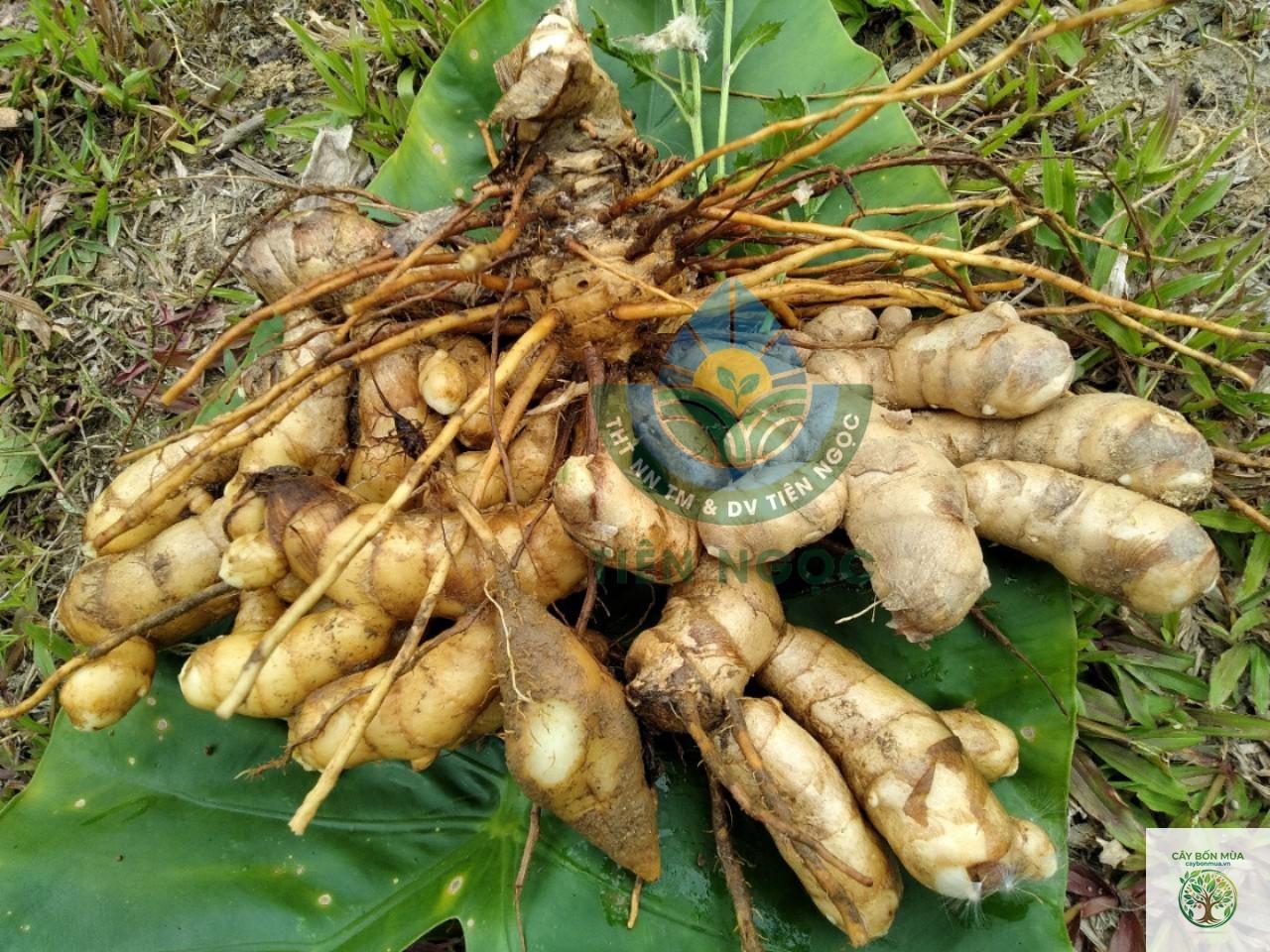 cây nghệ trắng rừng - Image 4