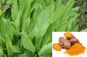 cây nghệ vàng