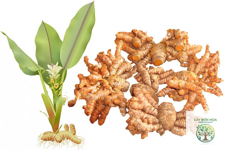 cây nghệ vàng Ấn Độ - Image 2