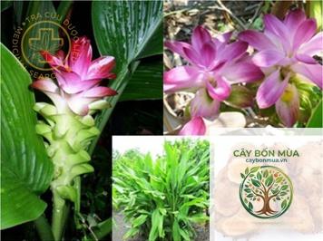 cây nghệ vàng Ấn Độ - Image 5