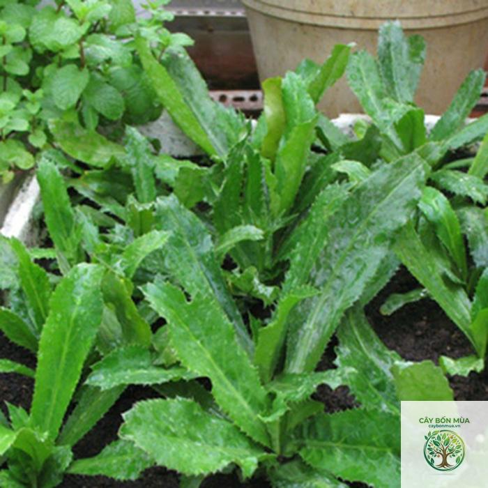 cây ngò gai rừng