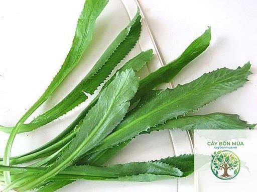 cây ngò gai