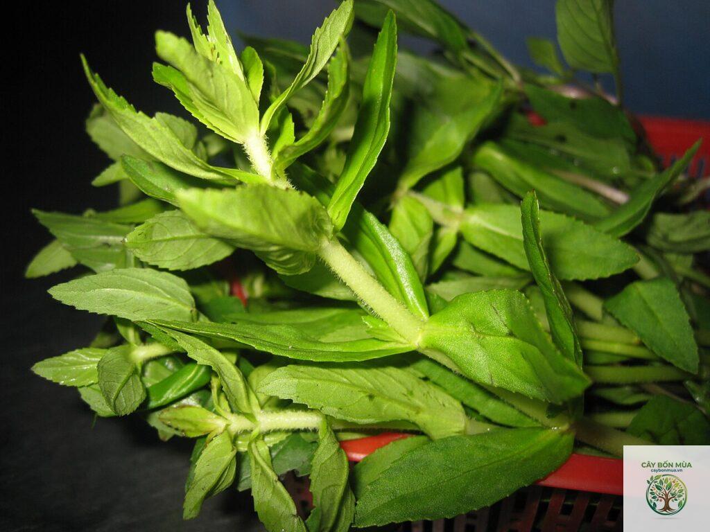 cây ngò om