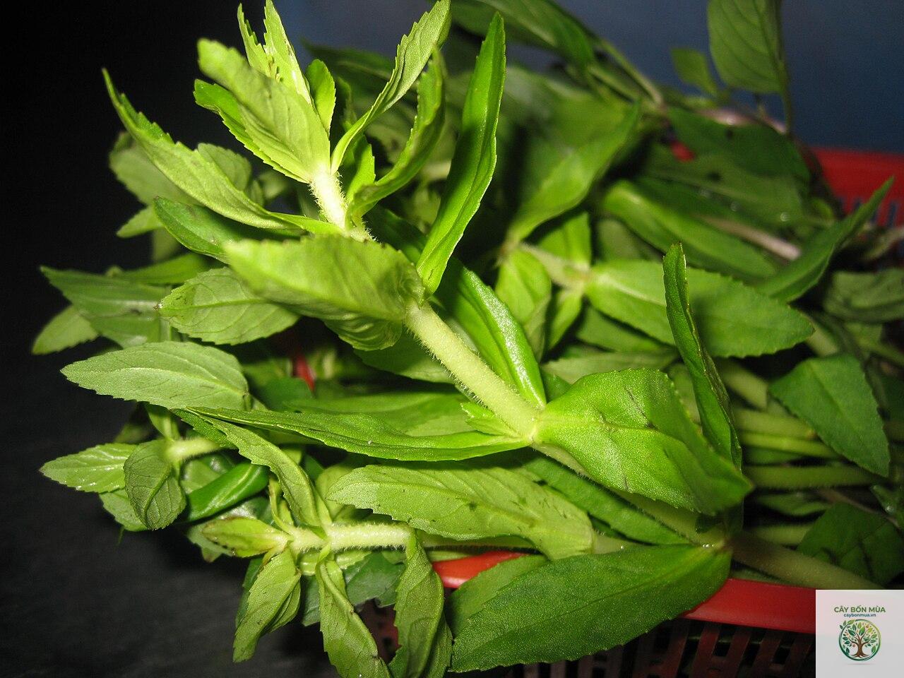 cây ngò om - Image 1