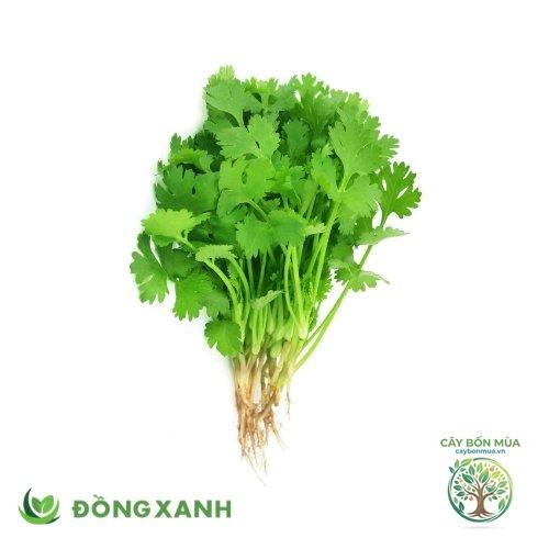 cây ngò rí Nhật - Image 2