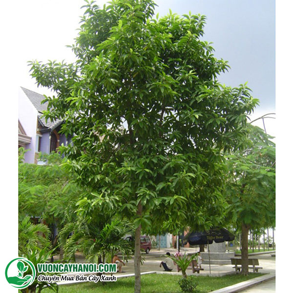 cây ngọc lan - Image 3