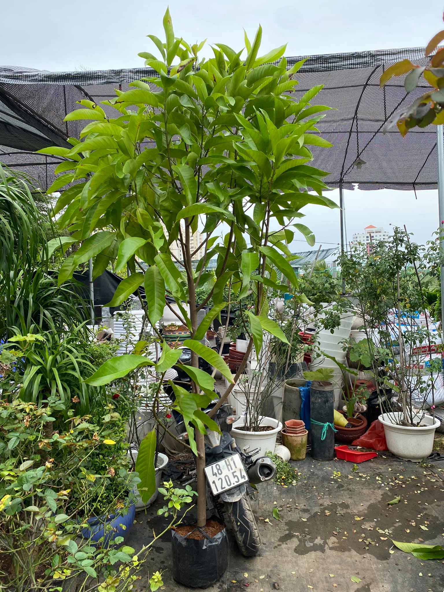 cây ngọc lan - Image 5
