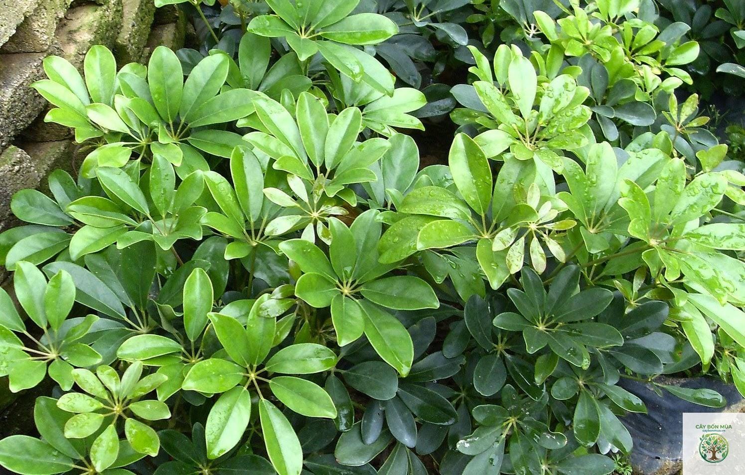 cây ngũ gia bì rừng - Image 3