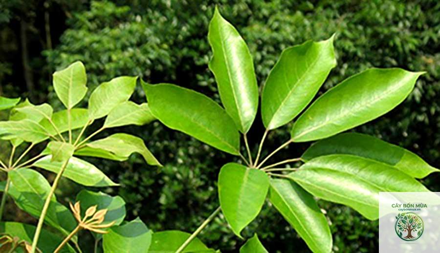 cây ngũ gia bì rừng
