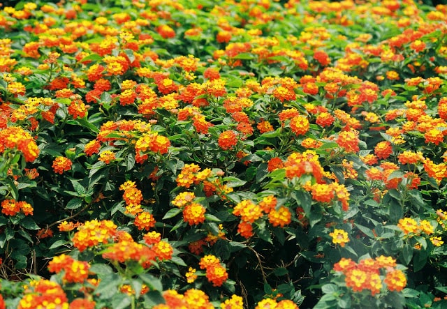 cây ngũ sắc - Image 4
