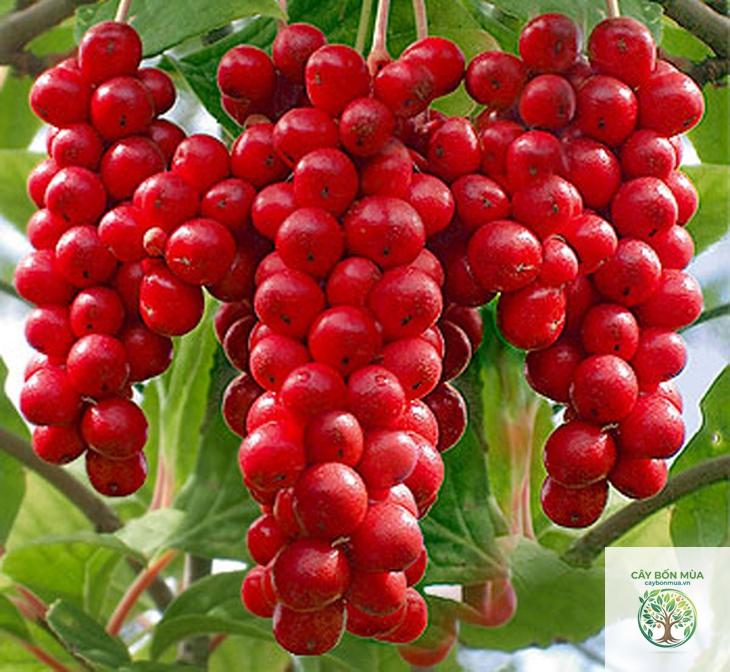 cây ngũ vị