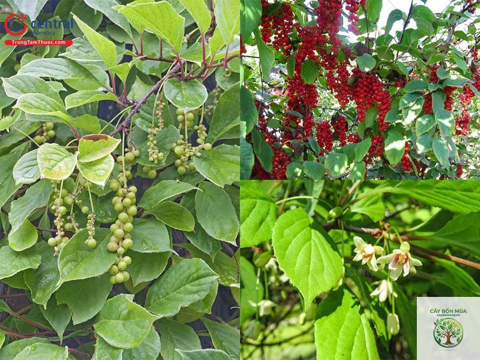 cây ngũ vị tử - Image 2