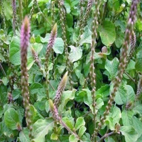 cây ngưu tất bắc - Image 4