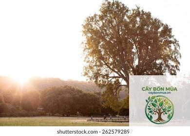 cây nguyệt quế California