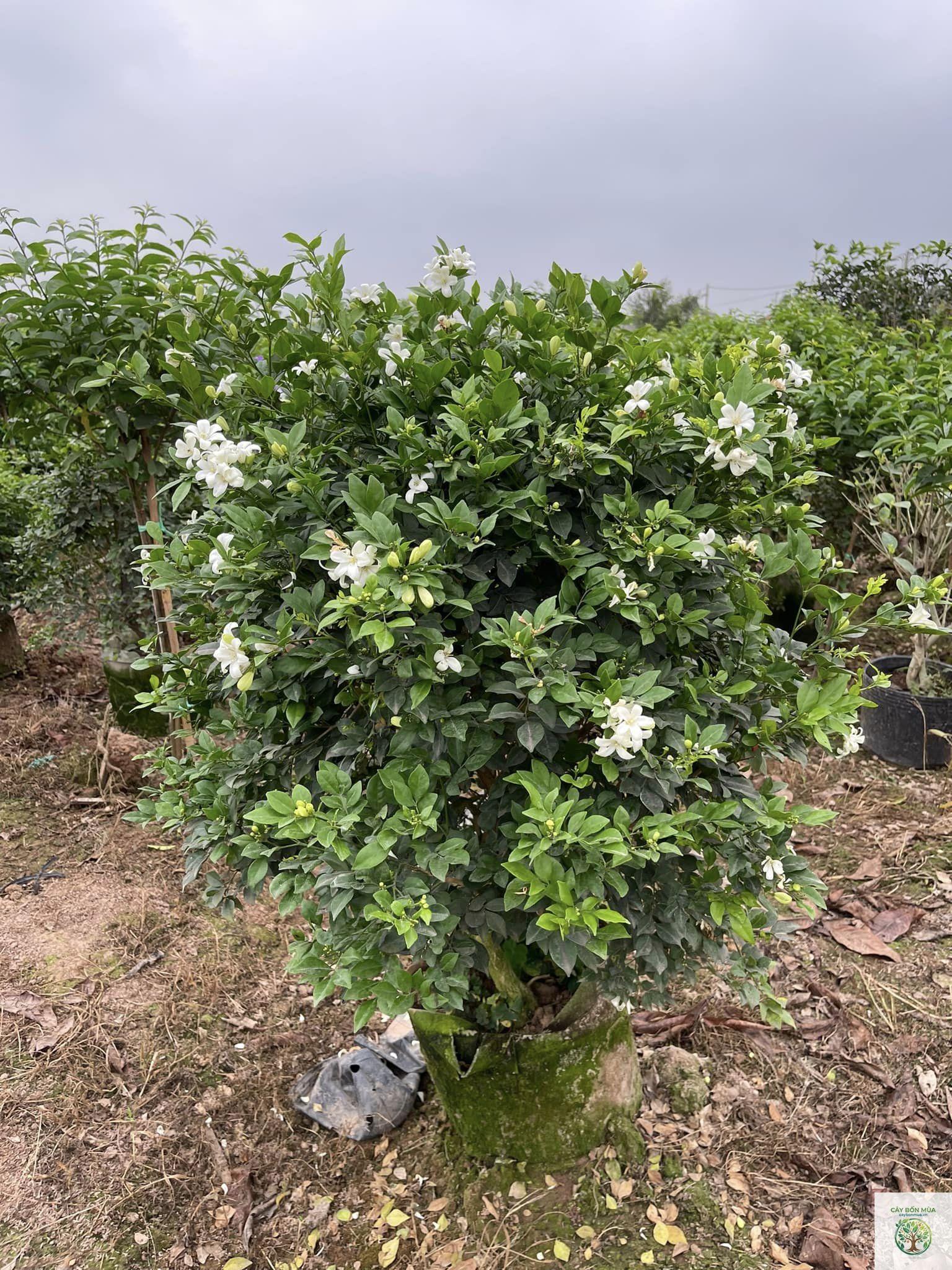cây nguyệt quế Địa Trung Hải - Image 2