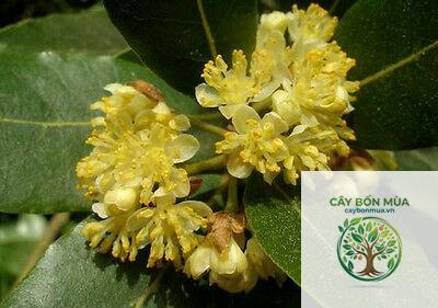 cây nguyệt quế Hy Lạp - Image 3