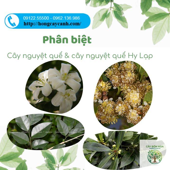 cây nguyệt quế Hy Lạp