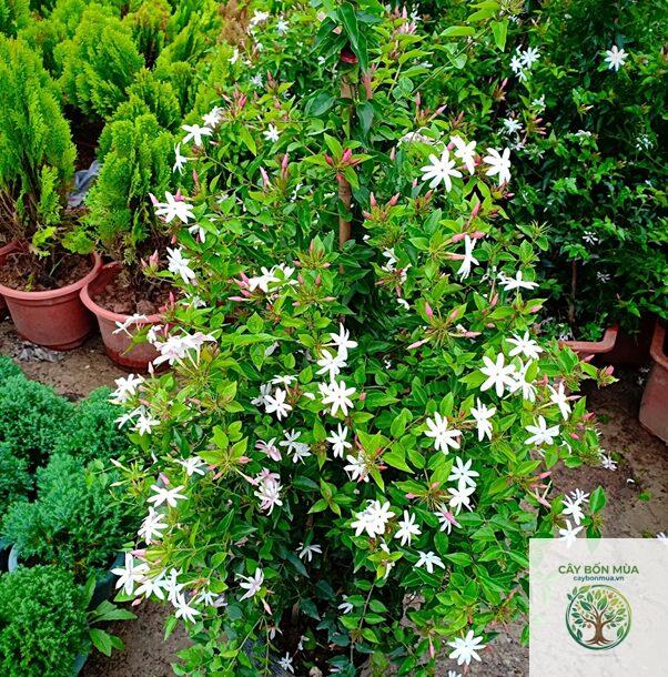 cây nguyệt quế Tây Ban Nha