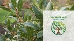 cây nguyệt quế Thổ Nhĩ Kỳ - Image 1