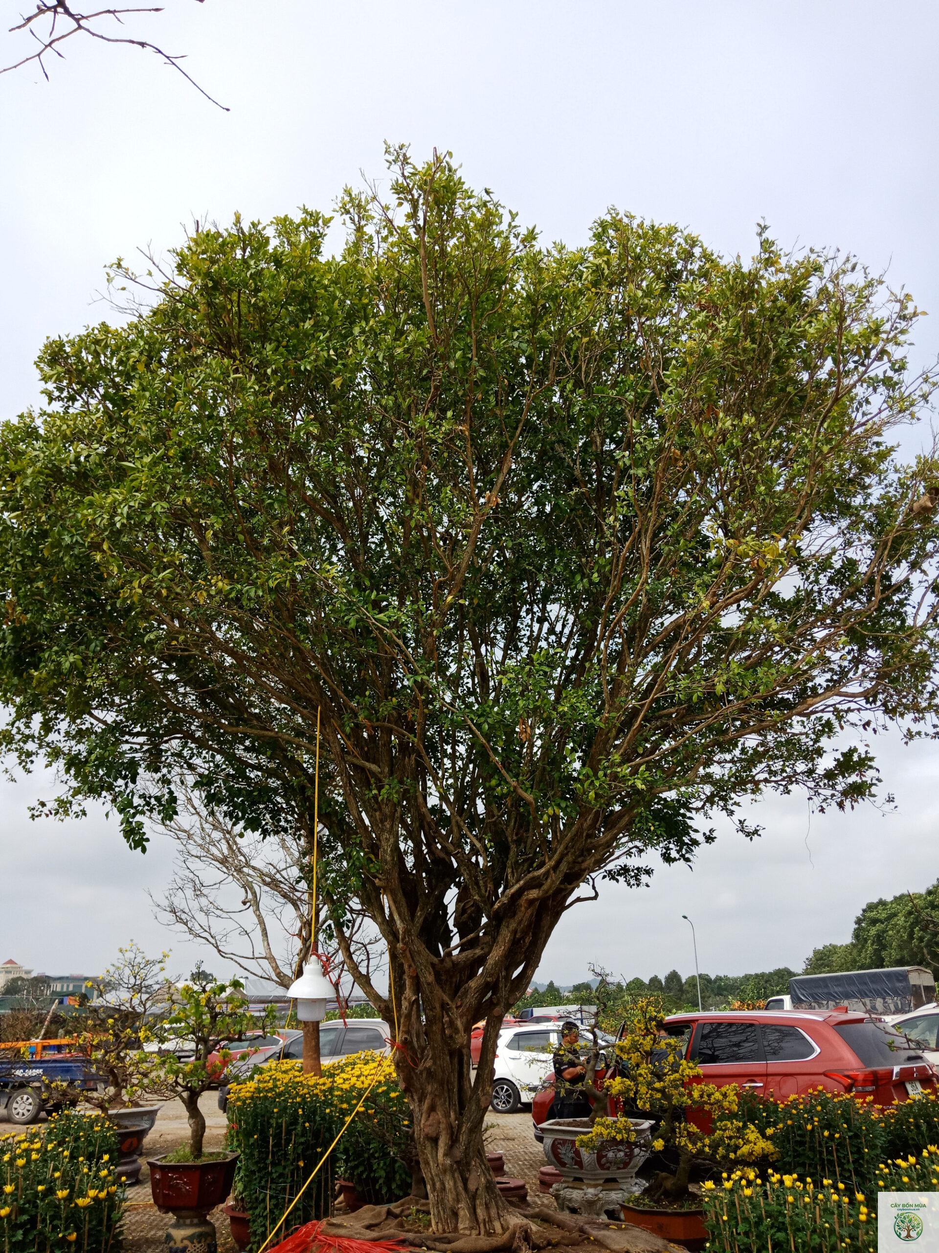 cây nguyệt quế rừng - Image 2