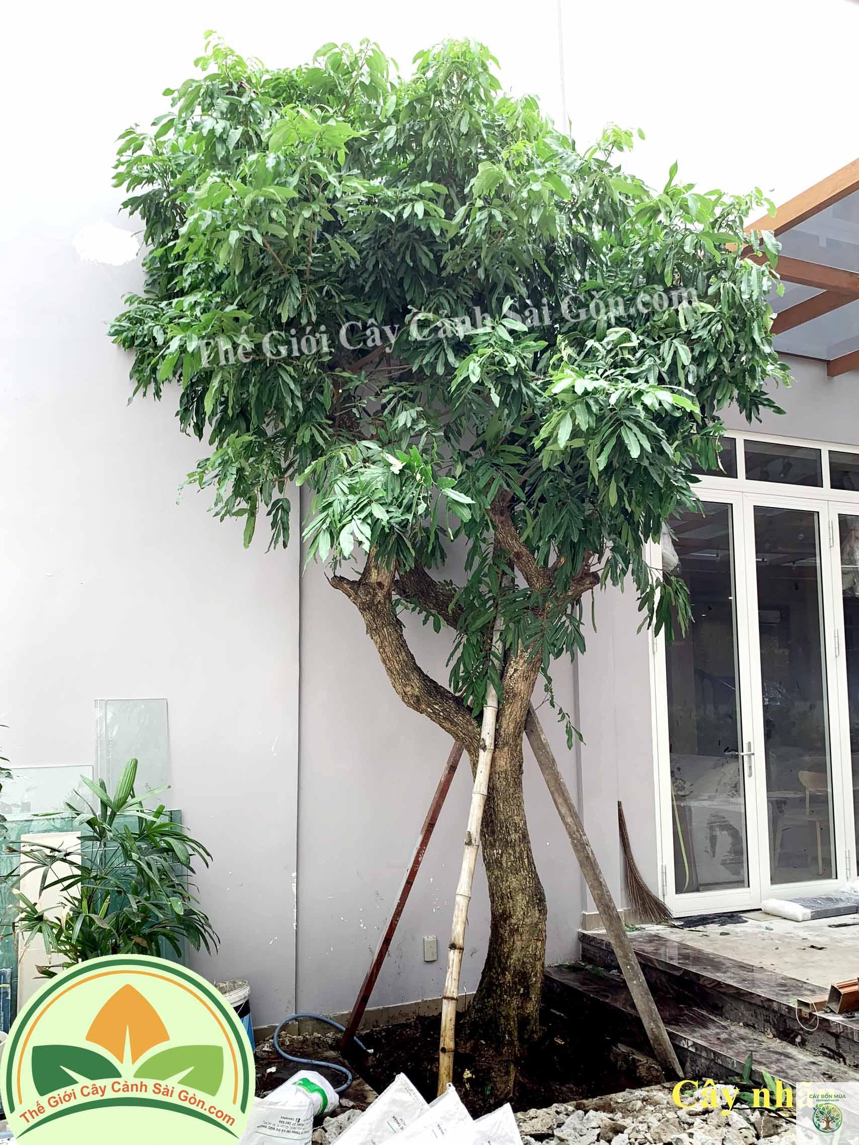 cây nhãn - Image 2