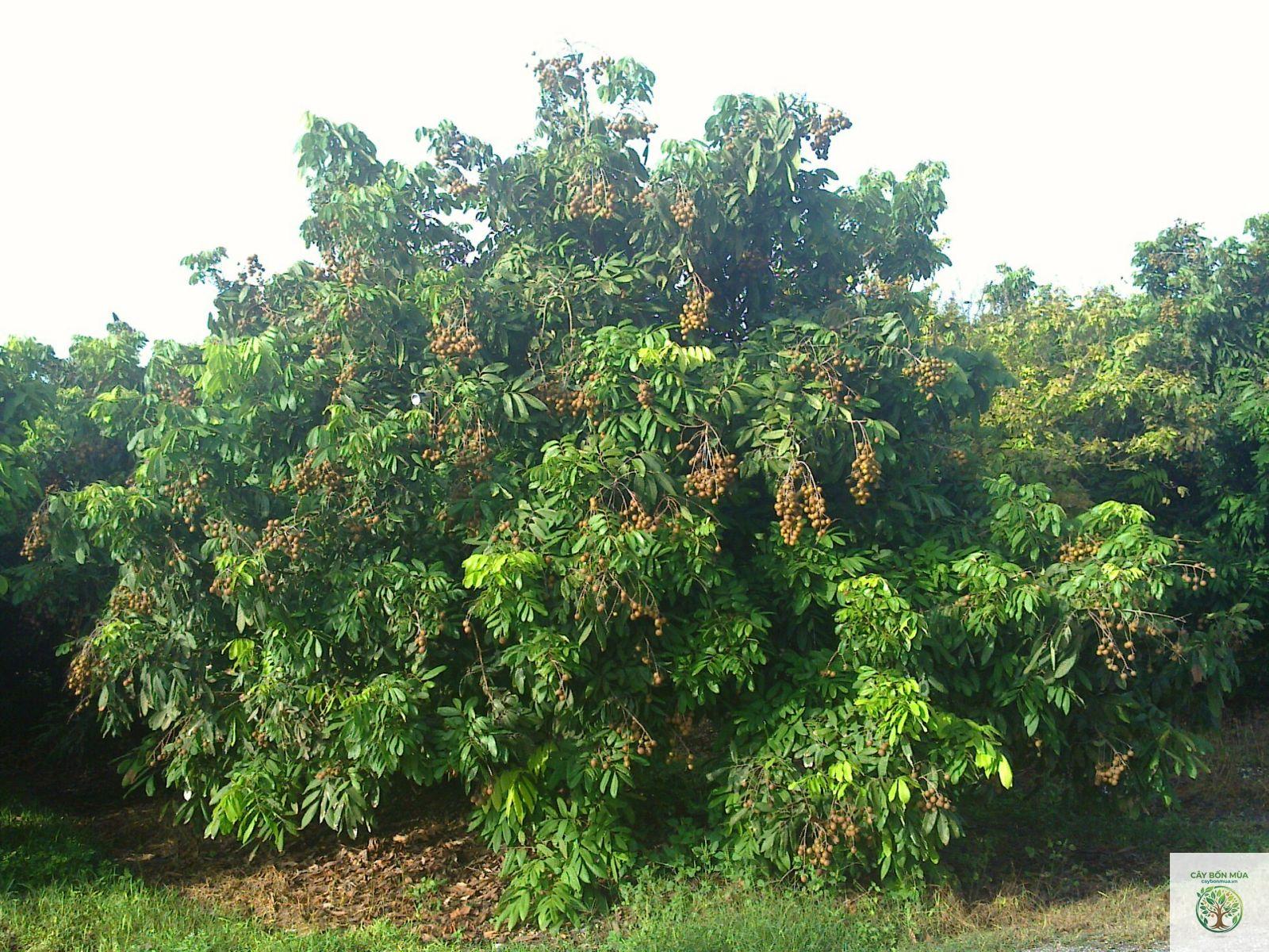 cây nhãn - Image 3
