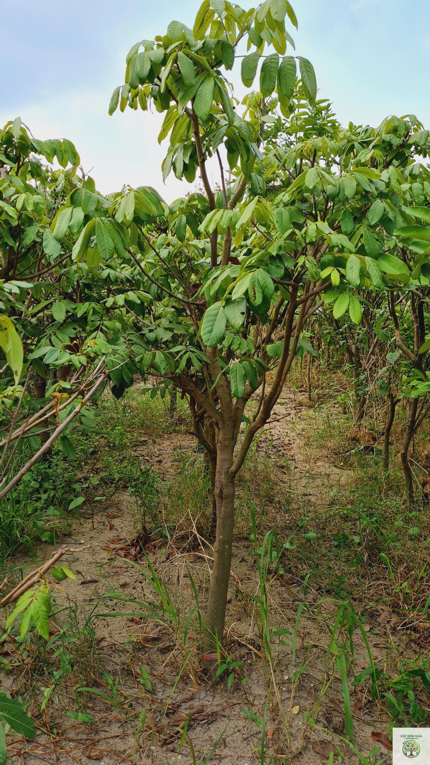 cây nhãn - Image 5