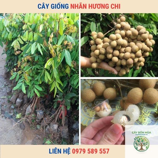 cây nhãn Hương Chi - Image 4