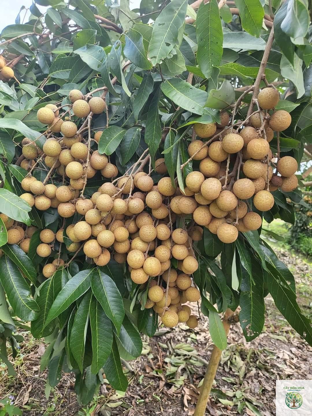 cây nhãn Ido - Image 1