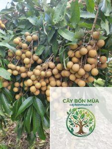 cây nhãn Indonesia