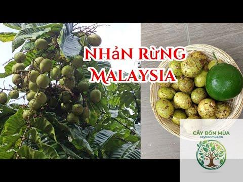 cây nhãn Malaysia - Image 2