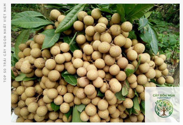 cây nhãn Miền Thiết