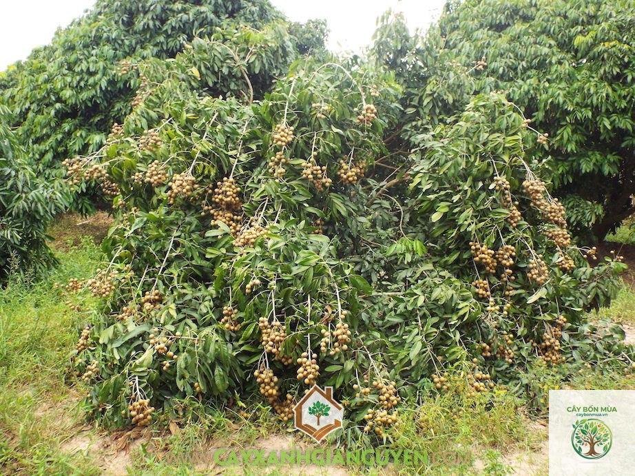 cây nhãn Thái - Image 3