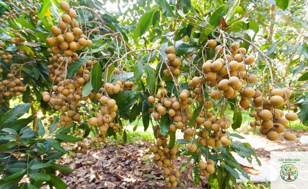 cây nhãn Thái