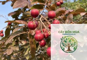 cây nhãn đỏ