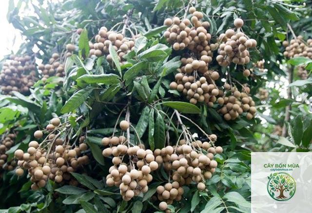 cây nhãn đường phèn