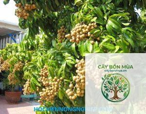 cây nhãn không hạt - Image 1