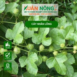cây nhãn lồng