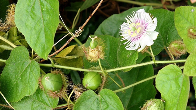 cây nhãn lồng - Image 3
