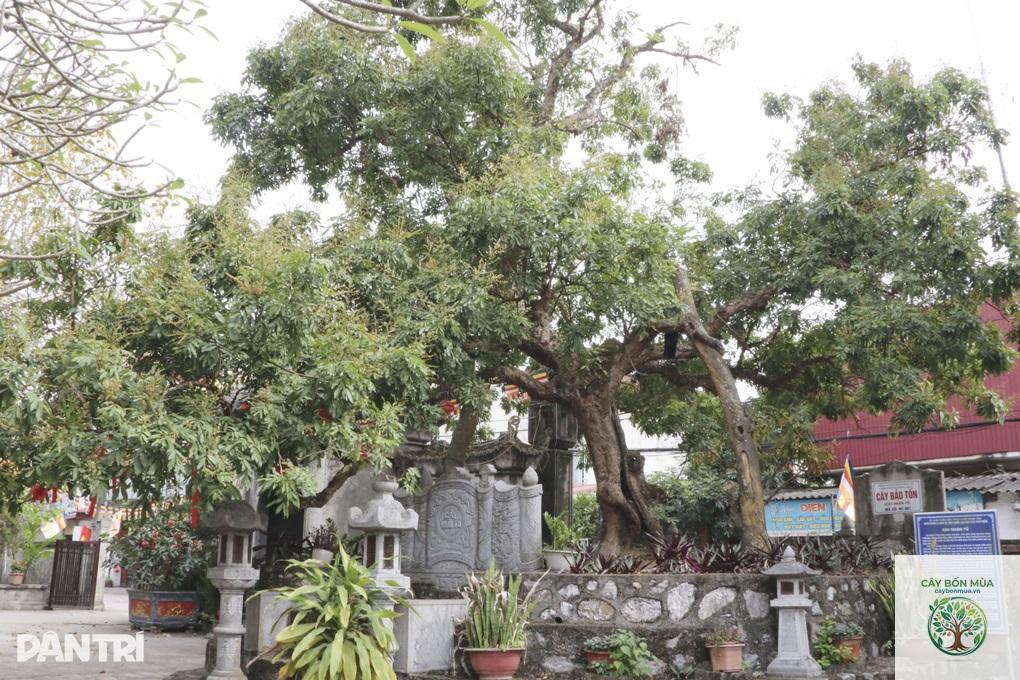 cây nhãn lồng Hưng Yên - Image 2