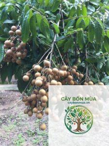 cây nhãn lồng Hưng Yên