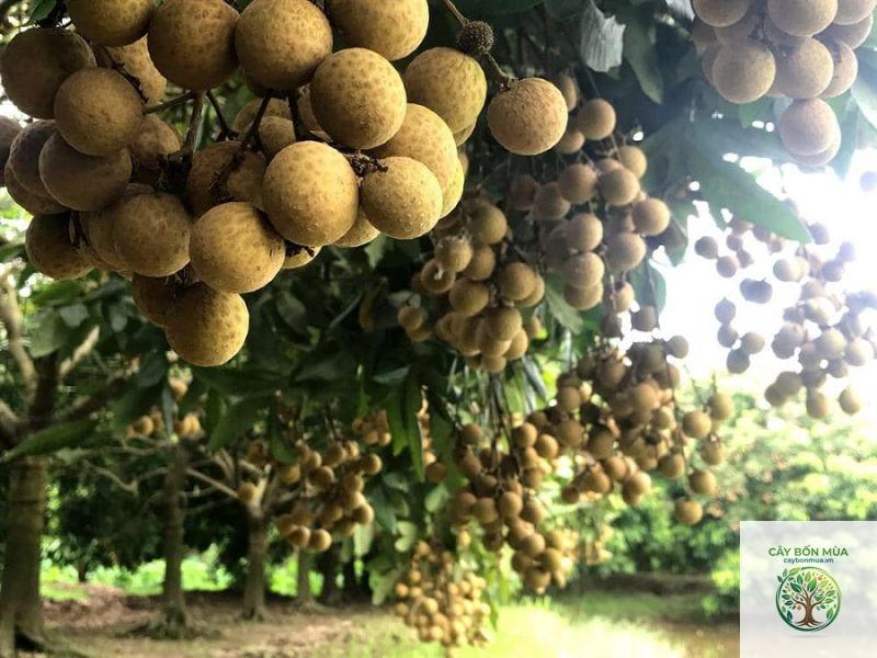 cây nhãn lồng Hưng Yên - Image 3